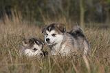ALASKAN MALAMUTE 472